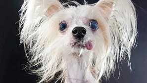 Ako pochopiť myslenie psa